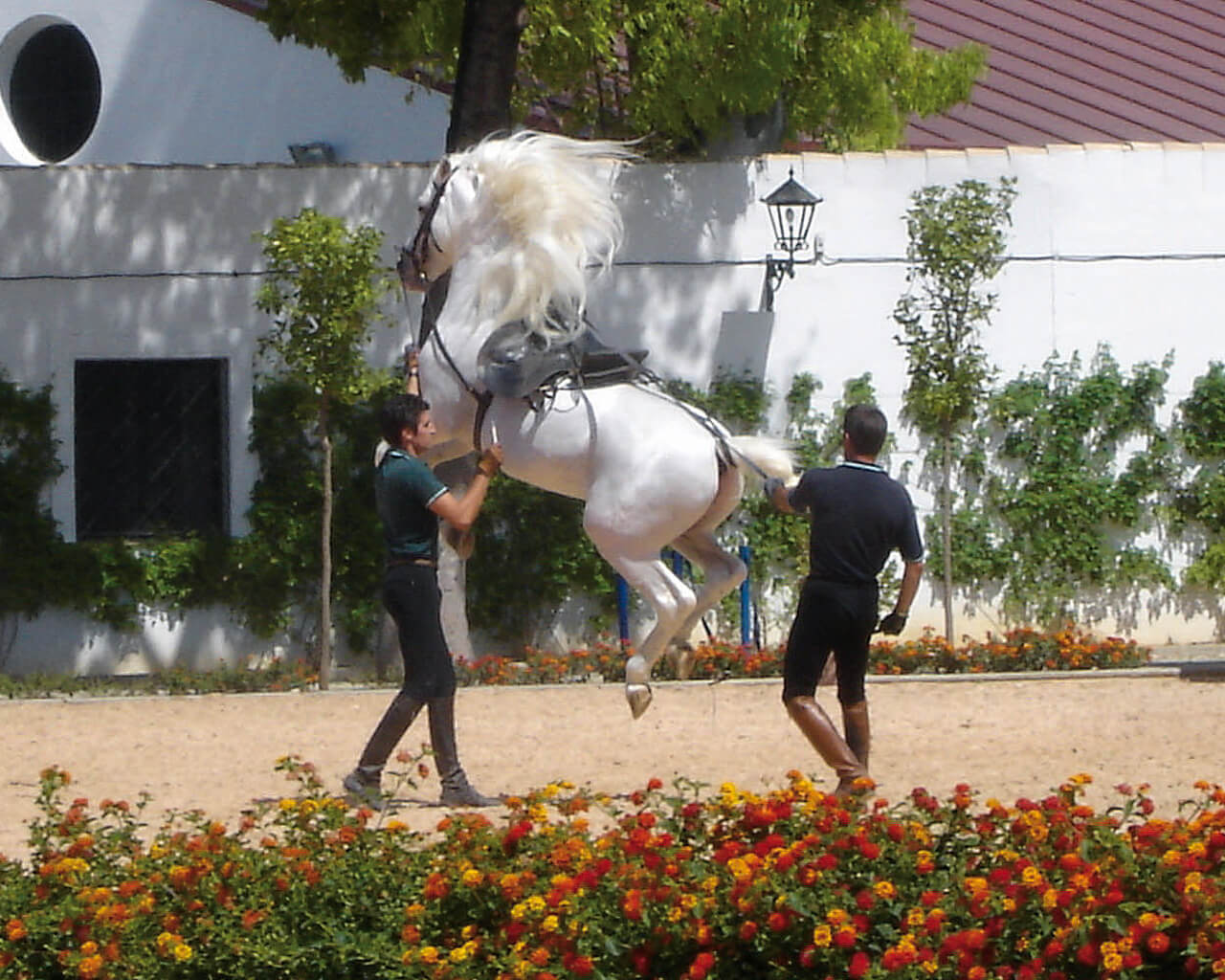 Voyages à Jerez de la Frontera, cheval