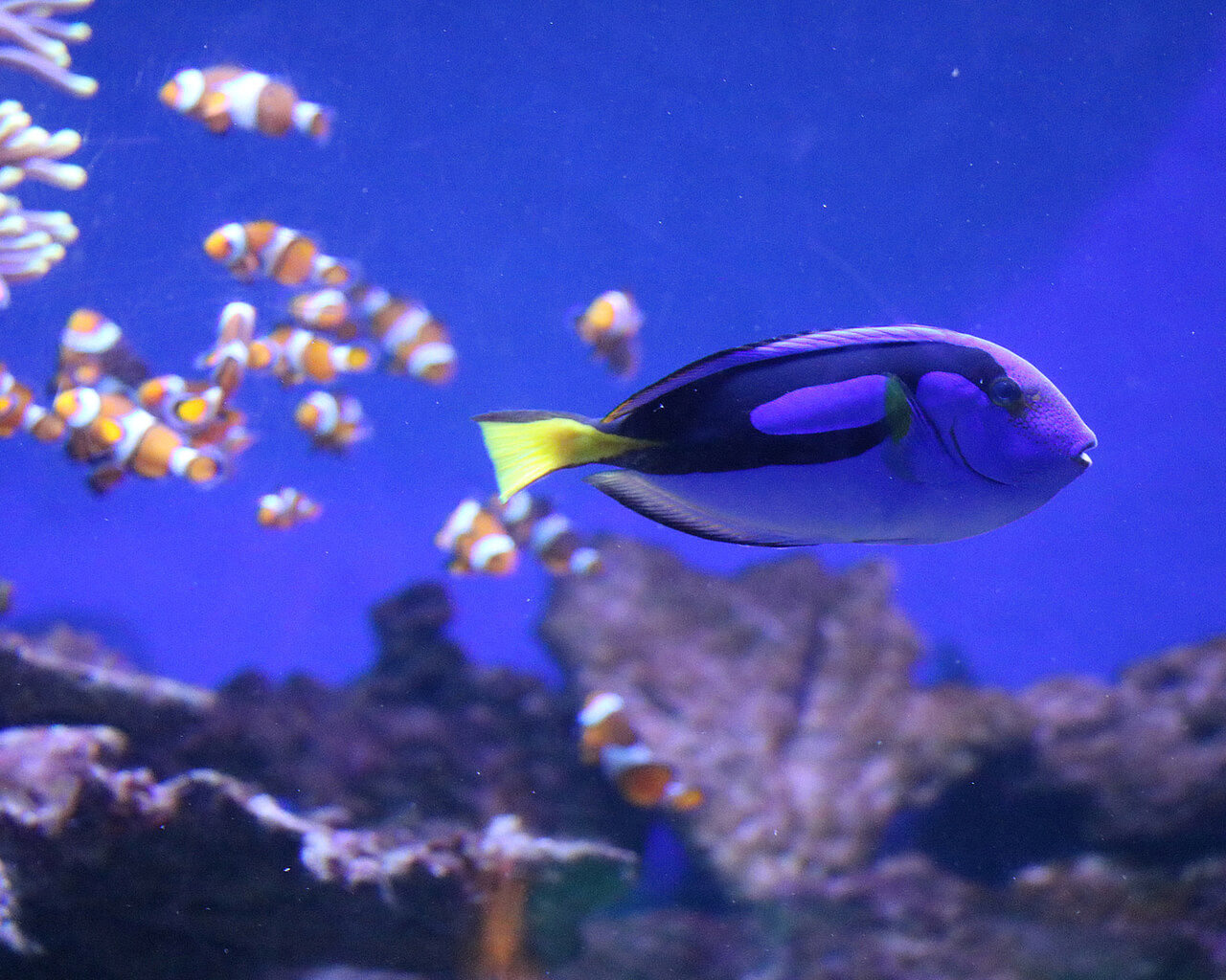 Visites de Barcelone, aquarium